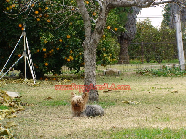 teacup yorkie